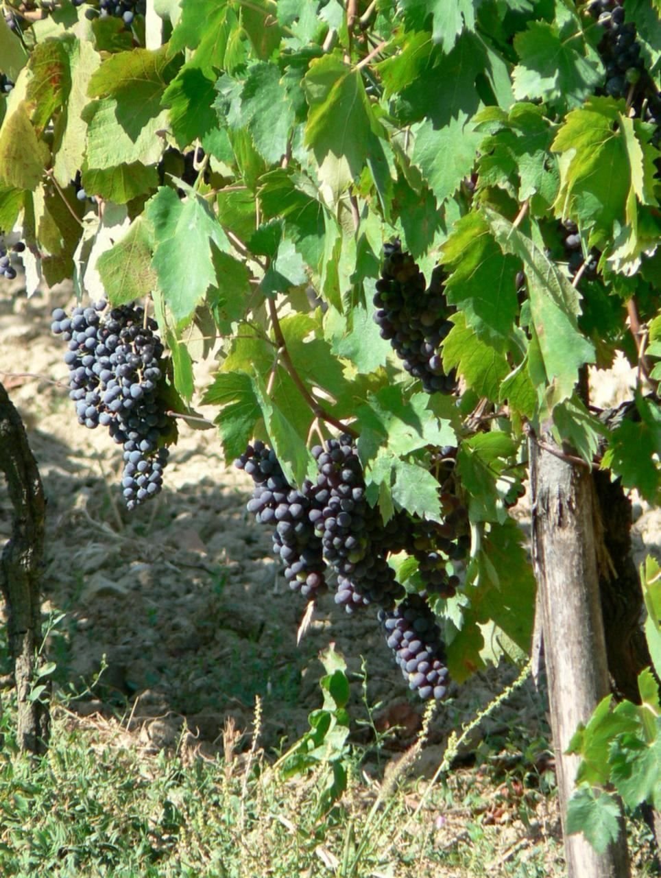 Sunlit clusters of dark grapes on the vine